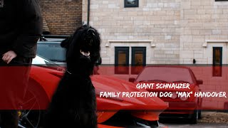 Giant Schnauzer Family Protection Dog  'MAX' Handover  Gloucester  TRIDENT ELITE K9