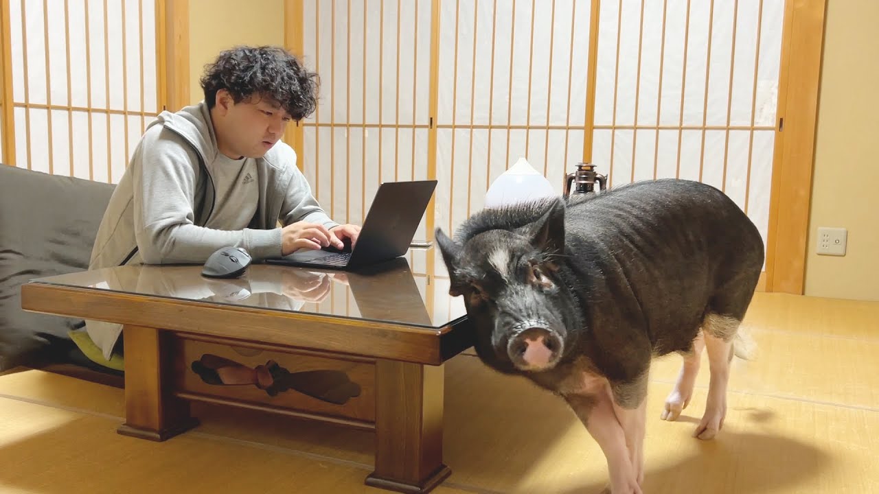 机の角で気持ちよくなっちゃうブタ