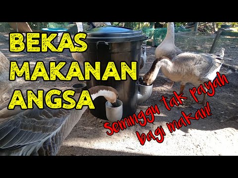 Video: Makanan Kompaun Untuk Ayam, Ayam Belanda Dan Itik