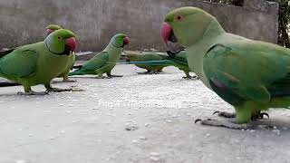 Itna tej kaun bol raha hai...| #Day 70 | #Parrots​​ Life | #Parrot​​'s Natural Beauty | ❤❤