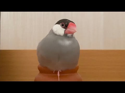 壺にフィットした文鳥  あずき　Java sparrow