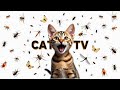 CAT GAMES - Video For Cats to Watch | Keep Your Cat Entertained All Day Episode 13 | 3 HOURS 🐝🦎🐭