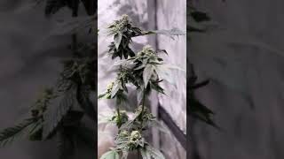 Week8day6 of flower