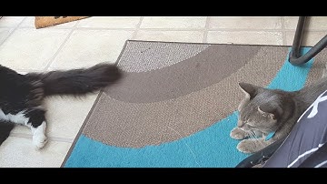 Entertaining 2 cats - 😻🐈‍⬛ Mr. Darcy, handsome tuxedo cat feat. Grigio 🐈
