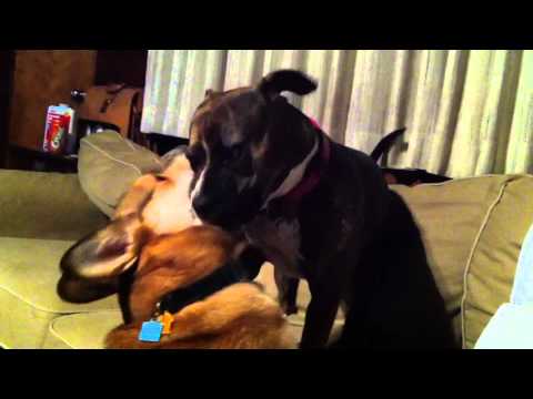 Corgi vs Pitbull Battle