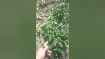 Лазурит от сорняков на картошке - честный отзыв
