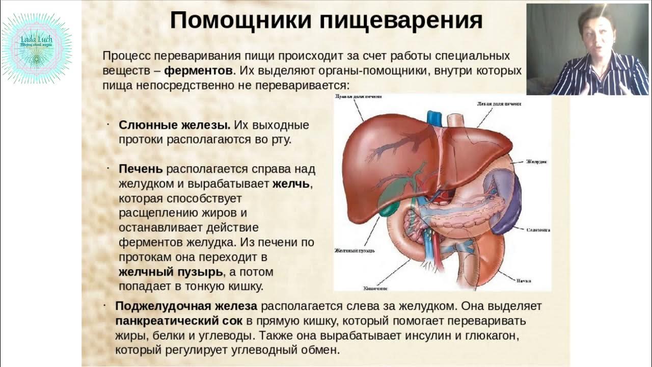 Роль печени и поджелудочной железы