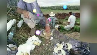 SANGRE DE INDIO - Banda Machos
