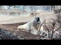 March 23, 2025 Spring Pruning by Polar Bear 'Hudson'
