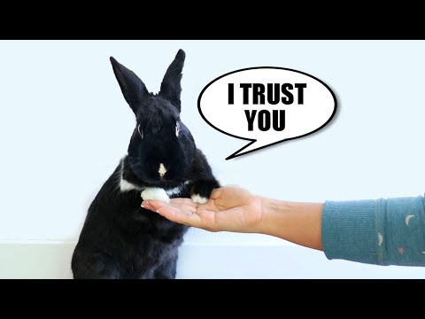 Video: How to Take Care of a Newly Neutered Rabbit