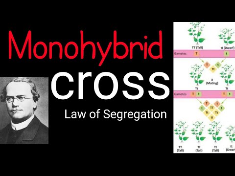 Monohybrid cross | rules for the inheritance of traits mendel&rsquo;s contributions  | law of dominance |