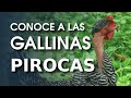 Gallina Piroca: 🐔El pollo de cuello desnudo