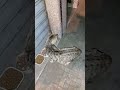 القطيطة نقلات وليداتها عطيتها عشاها 0649095261