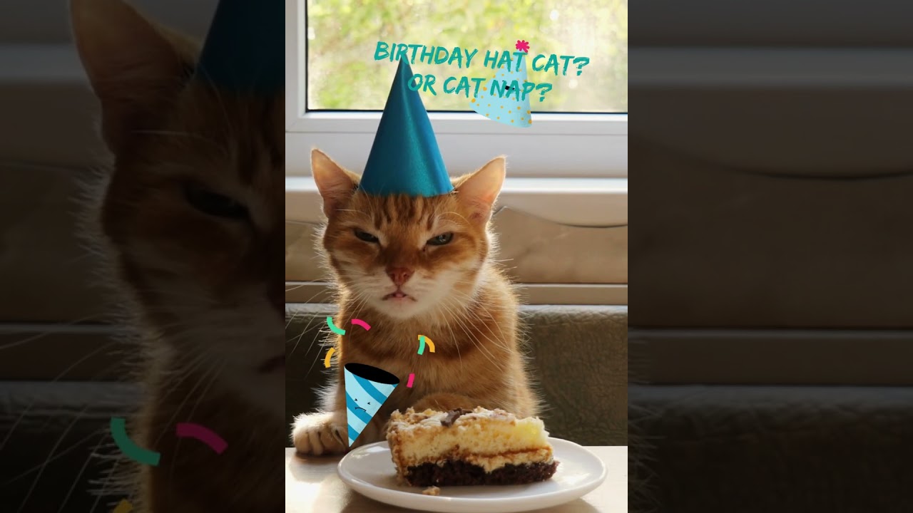 Cute Cat Birthday Hat Ideas!