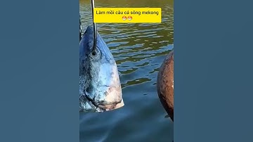 Câu cá khổng lồ sông mekong #cacconvat #docla #fishing