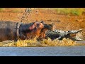 Tooth and Tusk Hippo&#39;s Battle With Crocodile