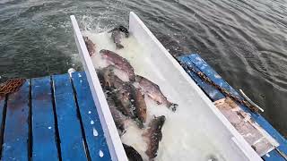 4/16/26 STOCKING SIERRA BOWS & TROPHY TROUT AT SANTA ANA RIVER LAKES