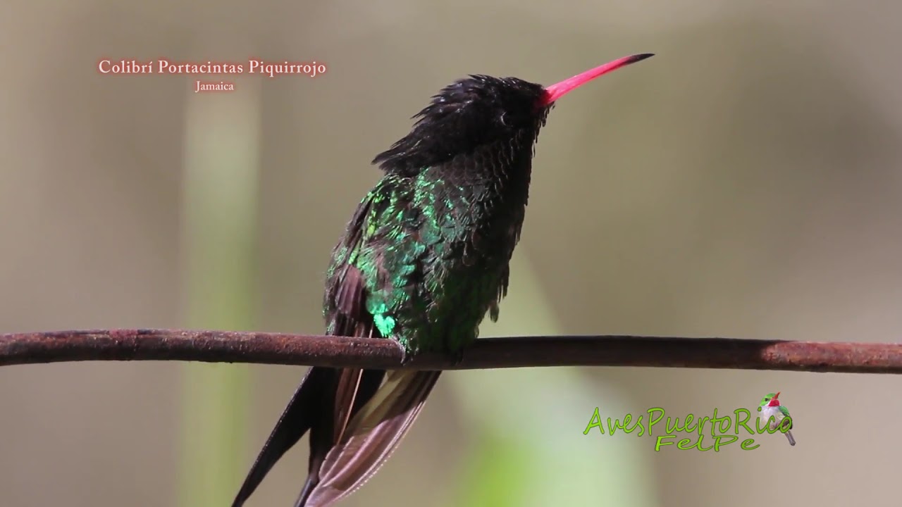 AVE NACIONAL de JAMAICA Colibrí Portacintas Piquirrojo (Trochilus polytmus, Red-billed Streamertail)