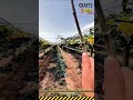 Master Vineyard Pruning and Grape Trellis Maintenance #dailywork