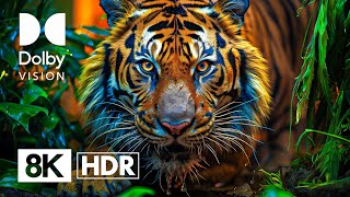ANIMALS IN (DOLBY VISION™) SHARP FOCUS | 8K HDR