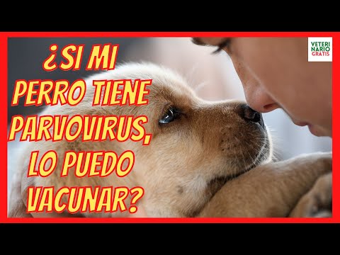 Video: ¿Qué enfermedades pueden los perros contraer entre sí si han sido vacunados?