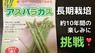 アスパラガス苗の定植【Mサイズ　1株】【土作り・自己流】【ネキリムシ発見