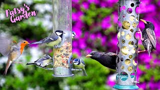 Birds for Cats to Watch 😸 Little Birds visit the Bird Feeders 🕊️ Cat TV Videos for Cats