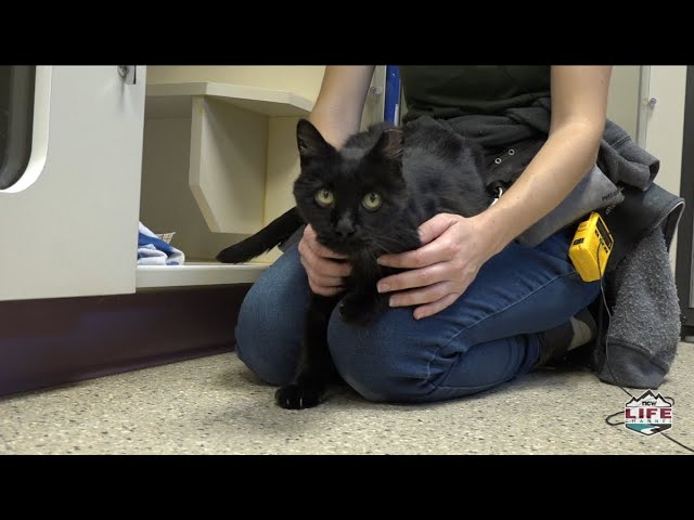 Paws for Pets - Smokey the Cat
