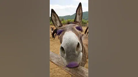 О а я - осёл #shorts #donkey #屁股