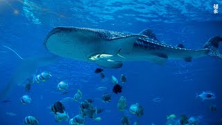 4K Stunning Underwater Wonders of the Red Sea + Relaxing Music - Coral Reefs & Colorful Sea Life