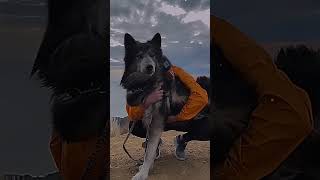 эдит || босерон , волкособ , Алабай ||