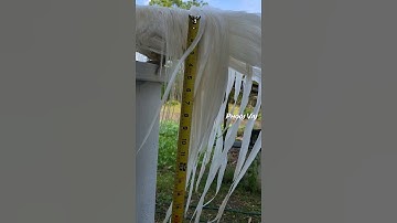 Bantam Phoenix Qaib Dib Tw Ntev #reels #shorts #chicken #gamefowl #ayam #gallos #मुरग़ा #मुर्गा