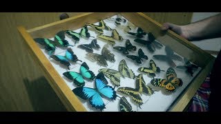 The Multicoloured Life Of Insects