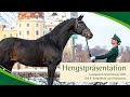 Hengstpräsentation Moritzburg: Reitpferde und Reitponys