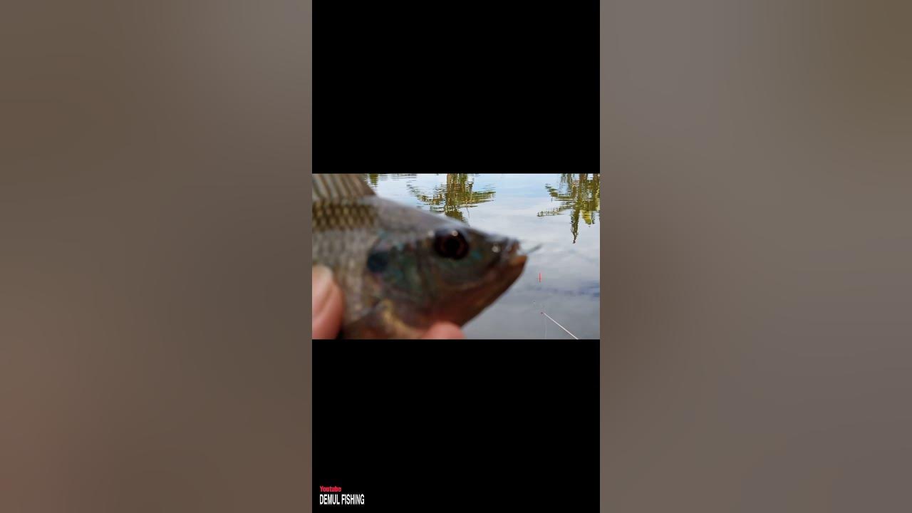 Tilapia is pregnant YouTube