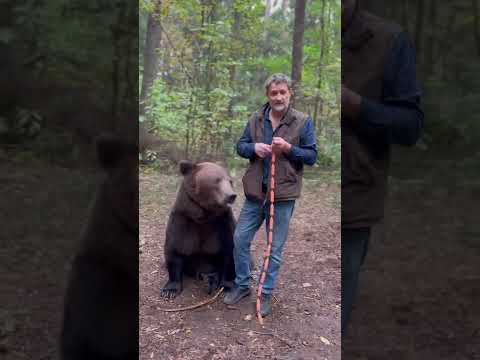 Медведь отнимает сосиски