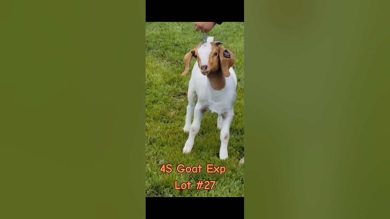 4S Goat Expo 2023 Lot 27 YouTube