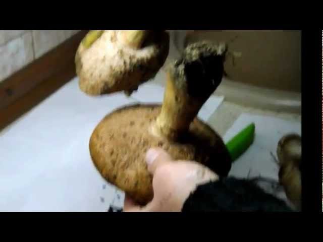 Съедобные грибы - желчный гриб (ложный белый гриб)