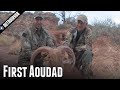 First Ever Aoudad