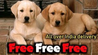 Lab puppy free adoption*All over India delivery* #telugu