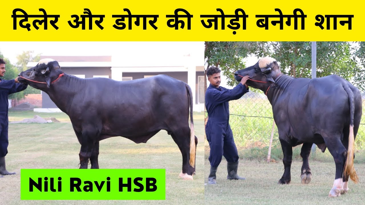 मैं कहता हूँ ये है नीली रावी की दुनिया की सबसे बेहतरीन ब्लडलाइन - कोई मुकाबला नहीं - Dogar XX Diler