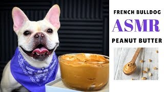 Dog ASMR: French Bulldog Licking Peanut Butter  |  Frenchie Trekker TV