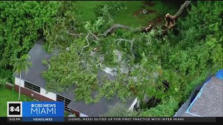Lightning strike to blame for large tree falling on Hollywood house, displacing residents