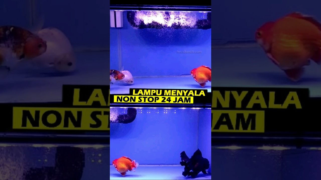 Efek Samping Lampu Aquarium Nyala 24 Jam pada Ikan Mas Koki 