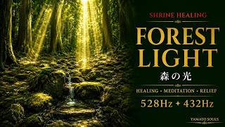 FOREST LIGHT — 森の光 — 1 Hour Japanese Koto Healing BGM │ 528Hz