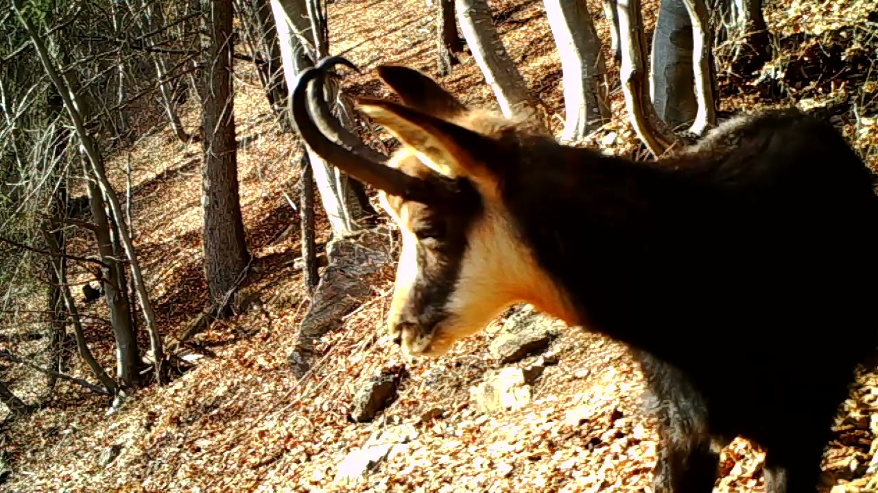 20130209 rupicapra rupicapra