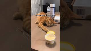 Orange Cat Behaviour #funny #adorably #myanimal #dogs #cat #adoreble #mydog #animals #mypet #cute