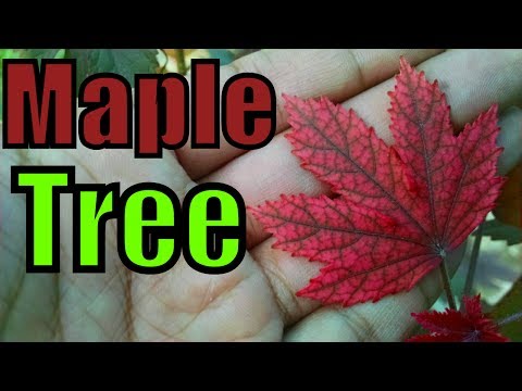 Video: Small-leaved Maple