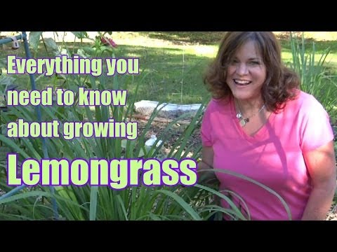 Video: Trồng cây Peppergrass - Học cách trồng Peppergrass trong vườn