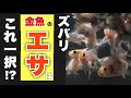 【金魚の餌】飼い始めの方にこそオススメしたい金魚のエサはコレ！理由は3つ